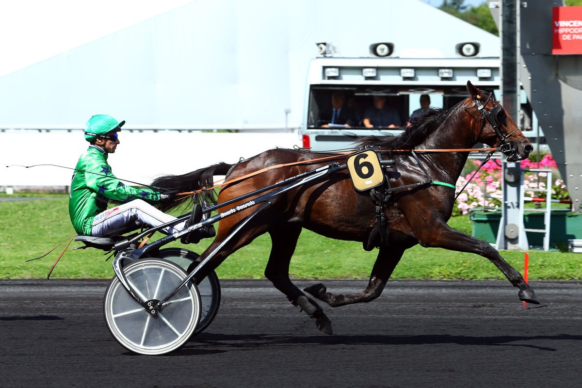 Eridan, étalon trotteur souche B, vainqueur à Vincennes